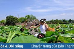 Ngát hương sen ngày hạ