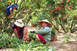 Vải thiều Lục Ngạn – Đừng giải cứu, hãy hỗ trợ!