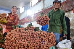 Vải Bắc Giang giá 37.000 đồng/kg trên sàn thương mại điện tử