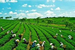 Tăng trưởng xanh - khó nhưng chắc