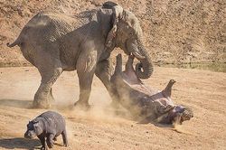 Voi đực 'nổi điên', húc hà mã lật ngửa bụng
