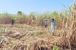 Nhà máy đường gặp khó, nông dân chịu khổ vì đường lậu