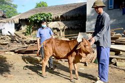 Bao vây các ổ dịch viêm da nổi cục trên trâu, bò