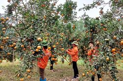 Xây dựng nông thôn mới gắn với phát triển đô thị