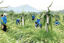 Chiêm Hóa khởi động Chiến dịch thanh niên tình nguyện hè năm 2021