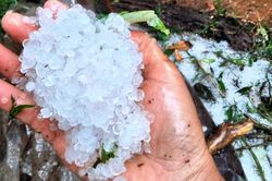 Mưa đá phá sâm Ngọc Linh ở Quảng Nam