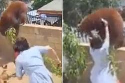 Video thu hút 50 triệu lượt xem: Cô gái 17 tuổi tay không đánh gấu để bảo vệ cún cưng