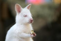 Chuột túi wallaby bạch tạng ở Nga