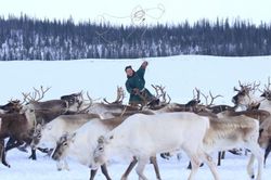 Cuộc sống du mục của trẻ em dân tộc Nenets vùng cực bắc Nga