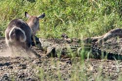 Cận cảnh màn thoát chết thần kỳ của linh dương Waterbuck trước hàm cá sấu