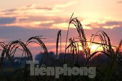 Ngoại thành Hà Nội đẹp nao lòng mùa lúa chín