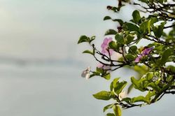 Hôn nhân rạn nứt vì chồng suốt ngày 'mách' mẹ