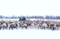 Cuộc sống du mục của trẻ em dân tộc Nenets vùng cực bắc Nga