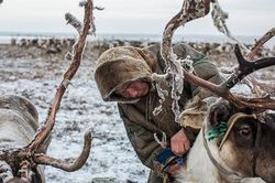 Khám phá cuộc sống đời thường của bộ lạc Nenets tại nơi 'tận cùng thế giới'