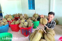 Mùa thu hoạch phấn khởi của nông dân Phú An