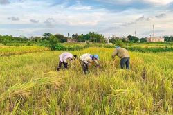Mùa lúa chín trên quê hương năm tấn