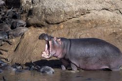 Hà mã tấn công thuyền du khách ở Kenya