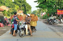 Bắc Giang: Sản lượng vải tiêu thụ đạt gần 27,5 nghìn tấn