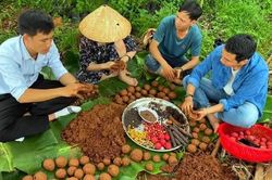 Nhóm bạn trẻ Đắk Lắk phủ xanh đất trống với 'bom hạt giống'