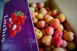 Vải thiều Việt Nam tiếp tục chinh phục thị trường Singapore
