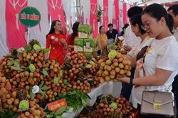 Vải thiều Việt Nam vào Singapore và tái xuất sang nhiều thị trường
