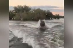 Hà mã tấn công thuyền du khách ở Kenya