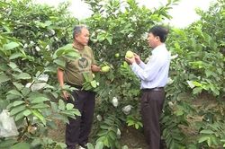 Phát triển kinh tế nhờ nguồn vốn ưu đãi