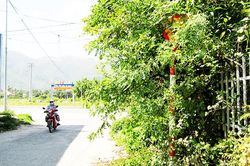 Biển báo giao thông núp trong bụi cây