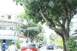 Khi màu xanh ra đi