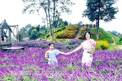 Hạ tím
