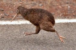 Kiwi – loài chim siêu năng lực khiến con người phải thán phục