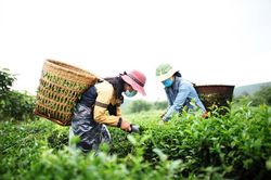Bình minh trên những nương chè