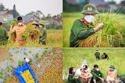 Khoảnh khắc ấm áp giữa mùa dịch: Lực lượng công an hỗ trợ bà con Bắc Giang thu hoạch lúa