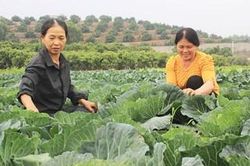 Thoát nghèo nhờ liên kết sản xuất rau an toàn