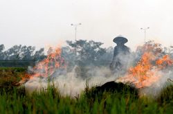 Hà Nội: Nông dân vẫn đốt rơm rạ sau khi thu hoạch, khói phủ trắng ruộng đồng