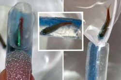 Biến móng tay thành 'bể thủy sinh', tiệm nail khiến netizen bức xúc