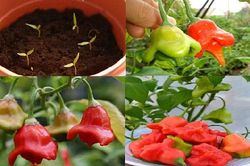 Kỹ thuật trồng cây ớt chuông hoa hồng vừa ăn vừa làm cảnh đẹp ngỡ ngàng