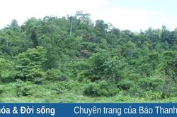 Xanh mướt Bù Mùn, tĩnh lặng Đồng Quan