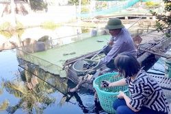Hỗ trợ gần 700 triệu đồng cho nông dân phát triển kinh tế