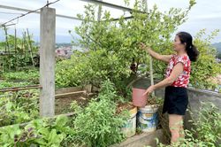 Xu hướng trồng rau tại nhà