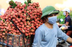 Giữa bão Covid-19, Bắc Giang tiêu thụ hết toàn bộ lượng vải thiều chín sớm