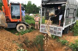 Buộc tiêu hủy trên 15 nghìn con gia cầm giống