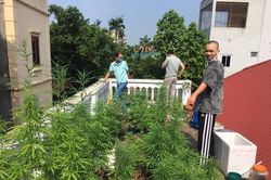 Liên tiếp các vụ trồng cần sa bị 'phá': Cả Tây lẫn ta bán mình cho ma túy