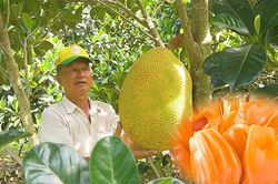 Mít lạ 65.000 đồng/kg vẫn 'cháy hàng', lão nông hốt cả tỷ bạc mỗi năm