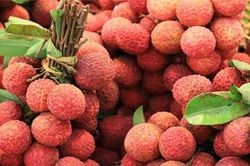 Vải thiều Bắc Giang tiêu thụ tốt trong dịch bệnh