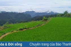 Nhân rộng giống lúa nếp hạt cau ở Pù Luông để phục vụ du lịch