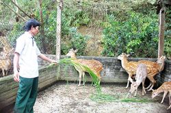 Cựu chiến binh làm giàu từ nuôi hươu