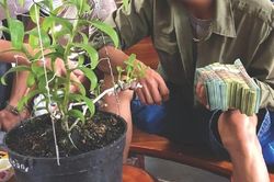 Cảnh báo thủ đoạn lừa đảo thông qua mua bán, chuyển nhượng lan đột biến