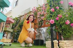 Vườn hồng ở hàng rào tuyệt đẹp của vợ chồng Việt tại Nhật