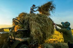 Ngây ngất trước vẻ đẹp bình dị mùa lúa chín vùng ngoại ô Hà Nội
